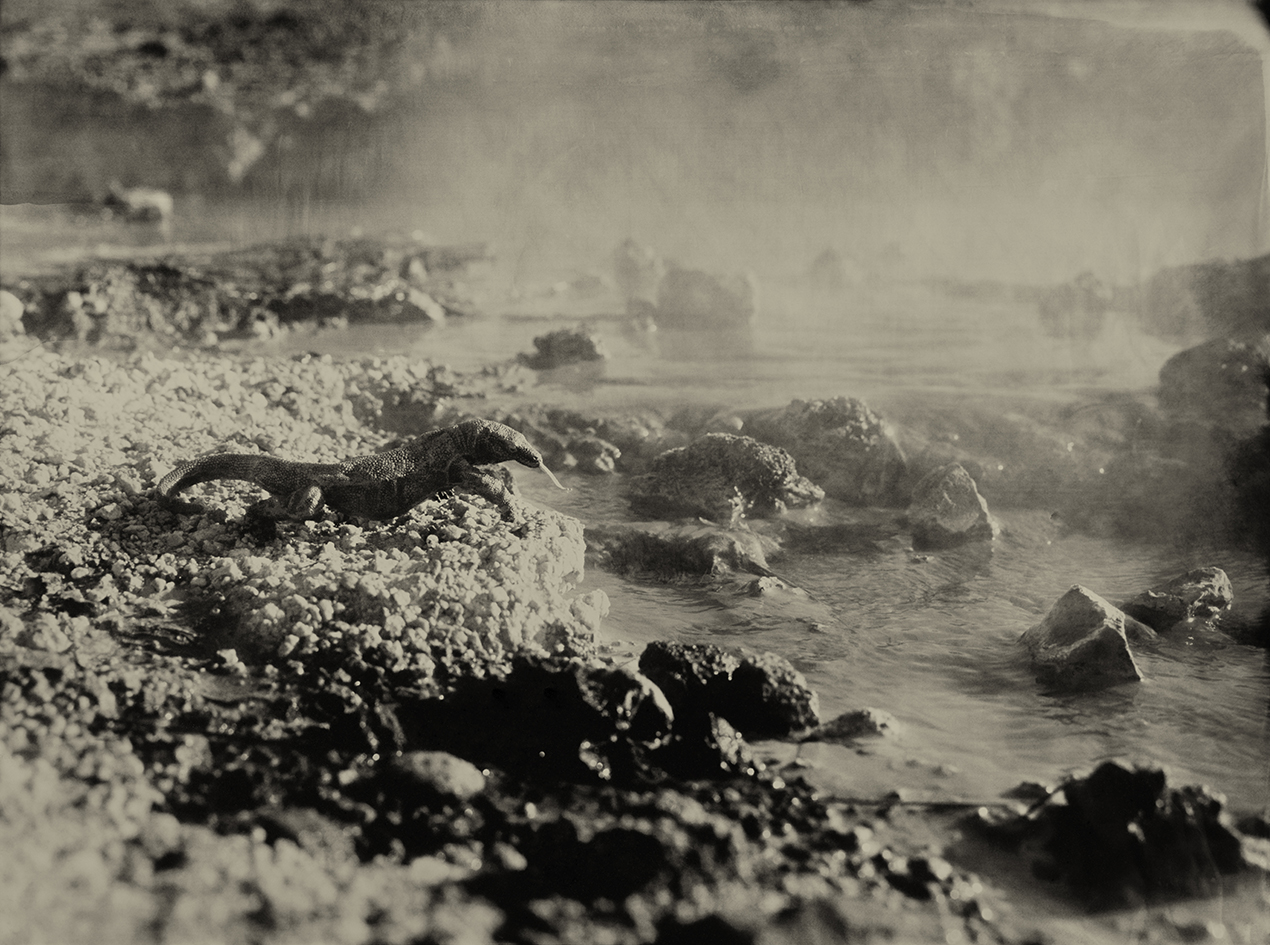 Komodo Dragon Seltun Iceland